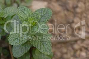 Organic bio mint plant close up, with space for quote