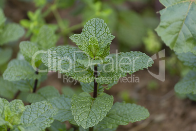 Organic bio mint plant close up