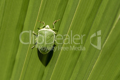 Green insect on green big leaf