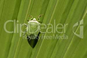 Green insect on green big leaf
