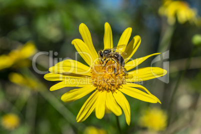 A bee with its legs full of pollen resting on a yellow daisy