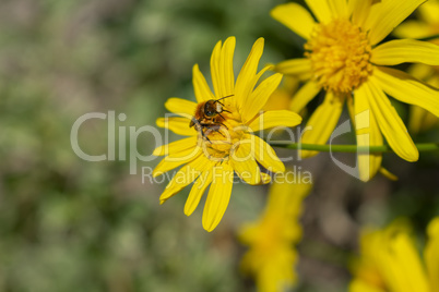 A bee resting on a yellow daisy on sunny spring day