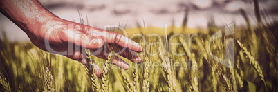 Close-up of man hand touching crops in field