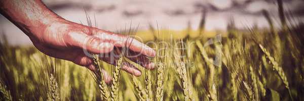Close-up of man hand touching crops in field