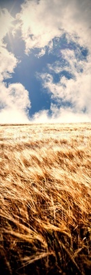 Farmer checking his crops