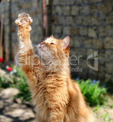 adult red fluffy cat raised its paw up