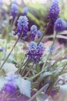 blue  muscari flower or a mouse hyacinth, close up