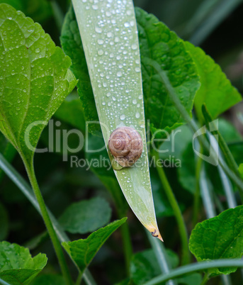brown snail on a long green leaf