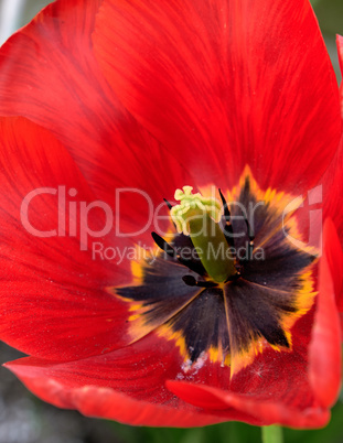 bud blossoming red tulips