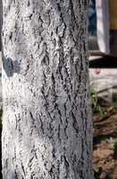 tree trunk painted white lime