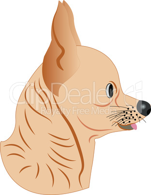 Small dog vector illustration