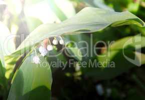 White lily of the valley