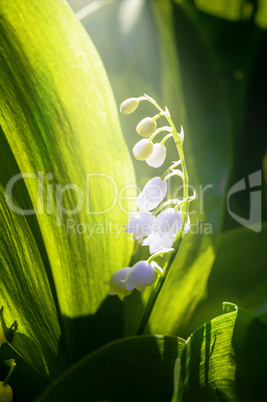 White lily of the valley