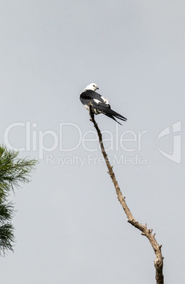 White and grey male swallow-tailed kite Elanoides forficatus