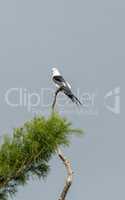 White and grey male swallow-tailed kite Elanoides forficatus
