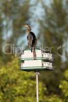 Male Anhinga bird called Anhinga anhinga and snakebird in on top