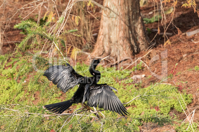 Male Anhinga bird called Anhinga anhinga and snakebird