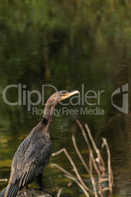 Double-crested Cormorant, Phalacrocorax auritus, is a black fish