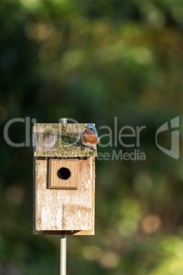 Eastern bluebird Sialia sialis on a birdhouse