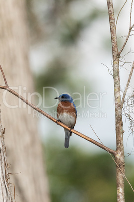 Eastern bluebird Sialia sialis on a pine tree