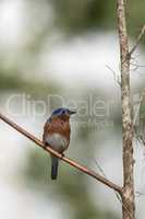 Eastern bluebird Sialia sialis on a pine tree