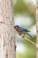 Eastern bluebird Sialia sialis on a pine tree