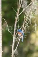 Eastern bluebird Sialia sialis on a pine tree