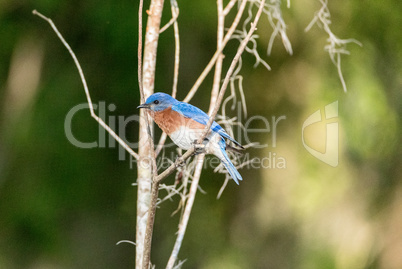 Eastern bluebird Sialia sialis on a pine tree