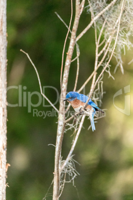 Eastern bluebird Sialia sialis on a pine tree