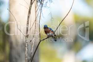 Eastern bluebird Sialia sialis on a pine tree