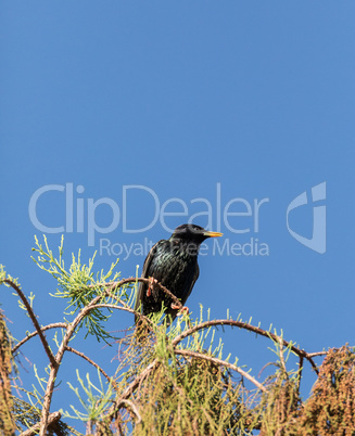 Eastern starling Sturnus vulgaris bird perches high in a tree