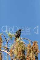 Eastern starling Sturnus vulgaris bird perches high in a tree