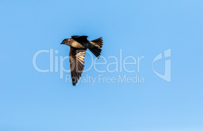 Flying purple martin Progne subis bird across a blue sky