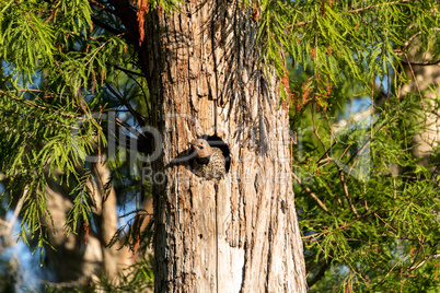Northern flicker Colaptes auratus at the entrance of its nest
