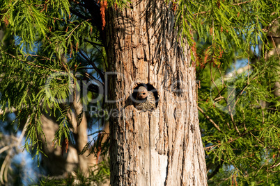 Northern flicker Colaptes auratus at the entrance of its nest