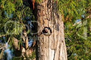 Northern flicker Colaptes auratus at the entrance of its nest
