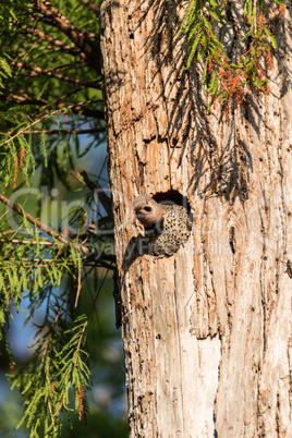 Northern flicker Colaptes auratus at the entrance of its nest