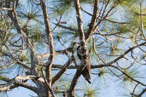 Osprey Pandion haliaetus perches in a pine tree