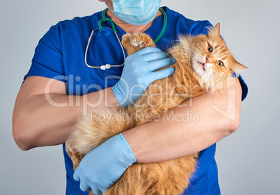 vet in a blue uniform holds an adult fluffy red cat with a scare