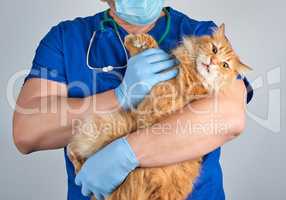 vet in a blue uniform holds an adult fluffy red cat with a scare