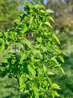 lilac bush with green leaves in spring day