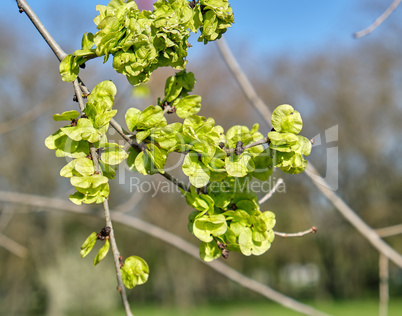 Seeds riping on branch of European white elm