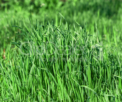 fresh green grass with long leaves