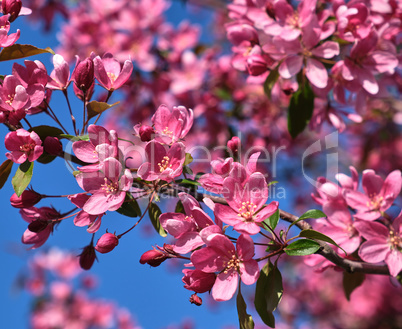 branch of decorative cherry with pink flowers