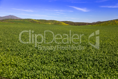 Lush Green Farm Land Landscape With Hills In The Distance