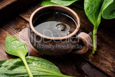 Tea with plantain