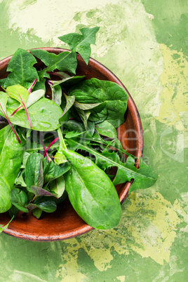 Green herbs mix salad