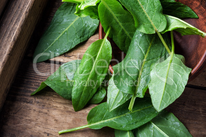 Bundle of fresh spinach