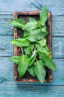 Bundle of fresh spinach