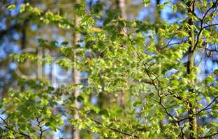 junge frische Buchblätter im Frühling